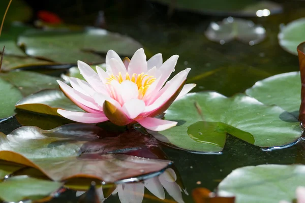 Water lily close up — Stock Photo, Image