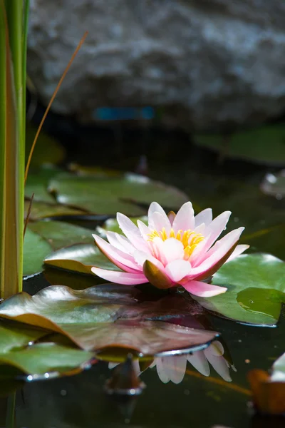 Water lily close up — Stock Photo, Image