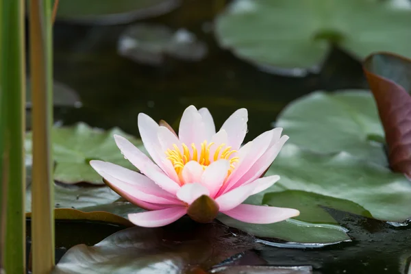 Water lily close up — Stock Photo, Image