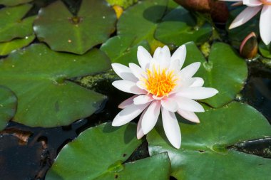 pembe lotus çiçekleri