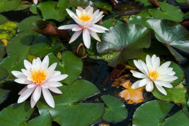 pembe lotus çiçekleri