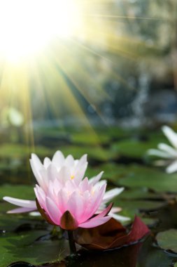 pembe lotus çiçekleri