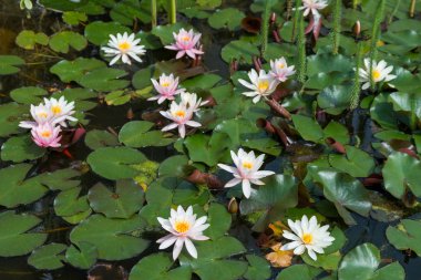 pembe lotus çiçekleri