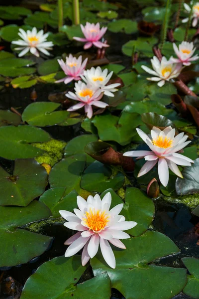 Rosa lotusblommor — Stockfoto