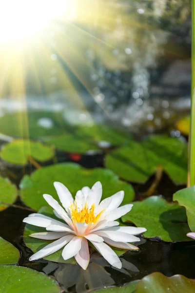 Seerose aus nächster Nähe — Stockfoto