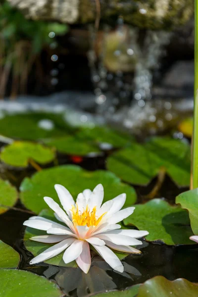 Water lily close up — Stock Photo, Image