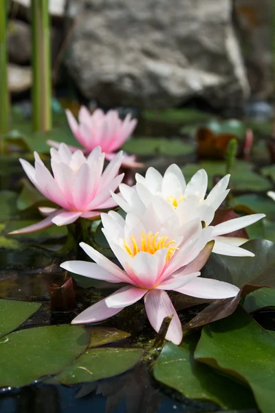 Fiori di loto rosa — Foto Stock