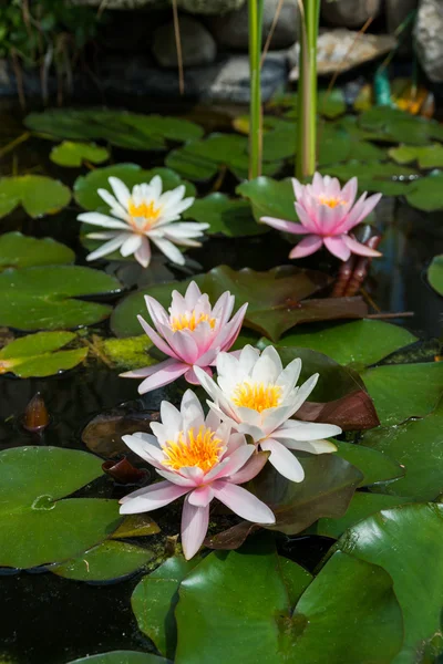 Rosa lotusblommor — Stockfoto