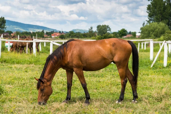 自然の中で美しい馬は — ストック写真