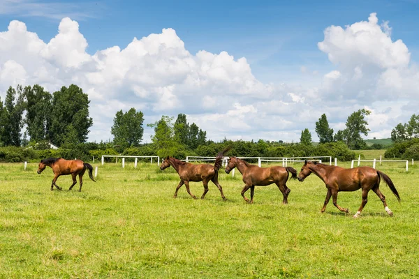 Belos cavalos na natureza — Fotografia de Stock