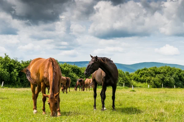 Krásné koně v přírodě — Stock fotografie