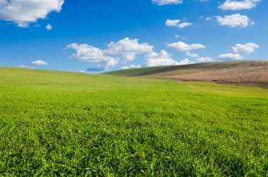 yeşil tarla ve mavi gökyüzü