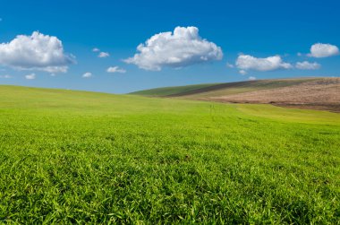 yeşil tarla ve mavi gökyüzü