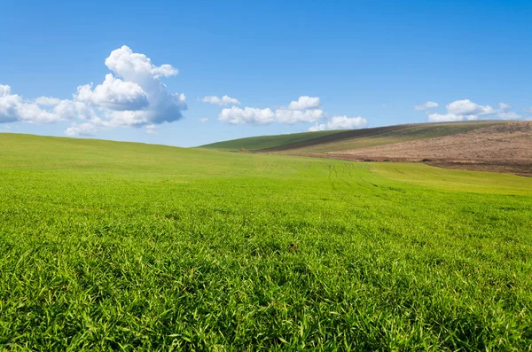 Grüne Wiese und blauer Himmel — Stockfoto