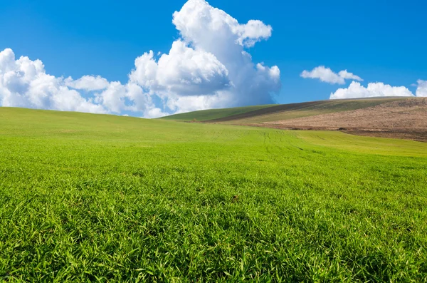 Зеленое поле и голубое небо — стоковое фото