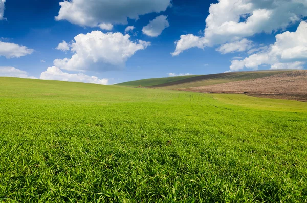 Grüne Wiese und blauer Himmel — Stockfoto