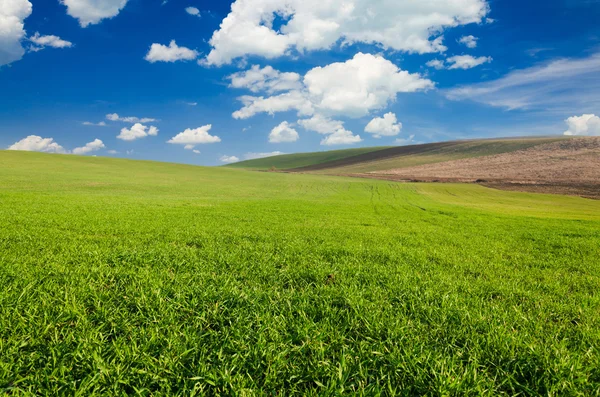 Grönt fält och blå himmel — Stockfoto