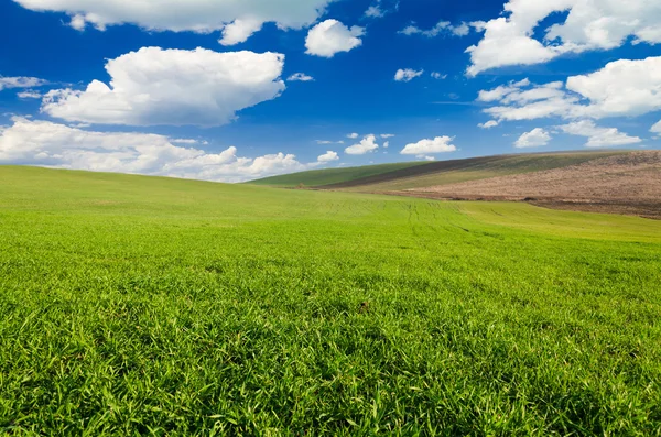 Grönt fält och blå himmel — Stockfoto