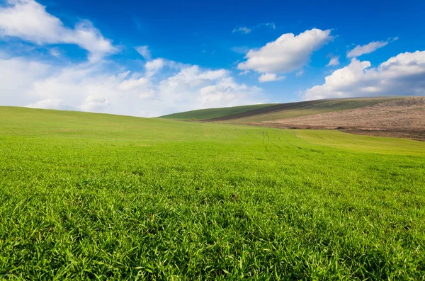 Grönt fält och blå himmel — Stockfoto