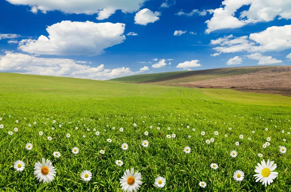 Daisy flower fältet — Stockfoto