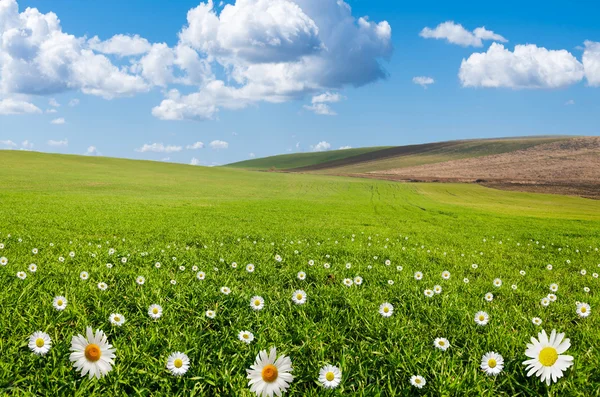 Campo de flores margarita — Foto de Stock