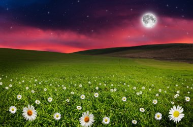 papatya çiçeği alan gece