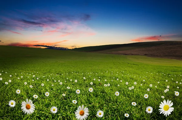 Campo di fiori Margherita nella notte . — Foto Stock