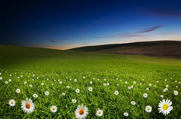 Campo di fiori Margherita nella notte — Foto Stock