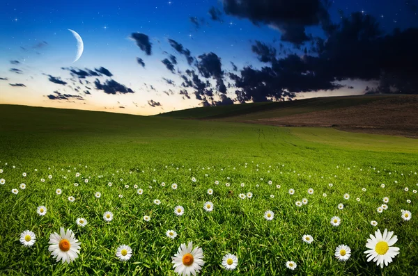 Daisy flower veld in de nacht — Stockfoto