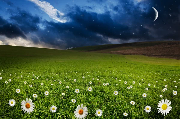 Daisy flower veld in de nacht — Stockfoto