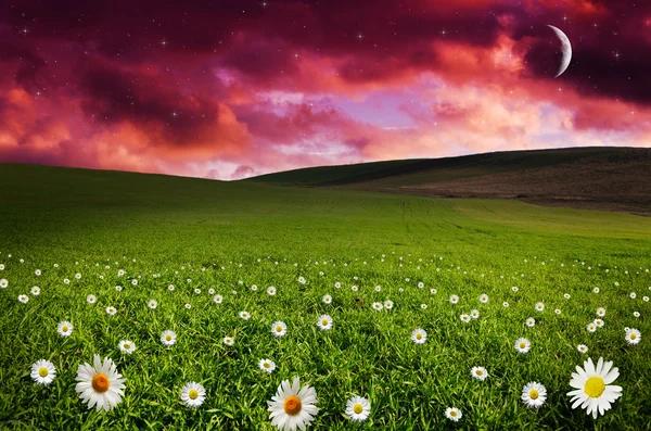 Daisy flower fält i natten — Stockfoto