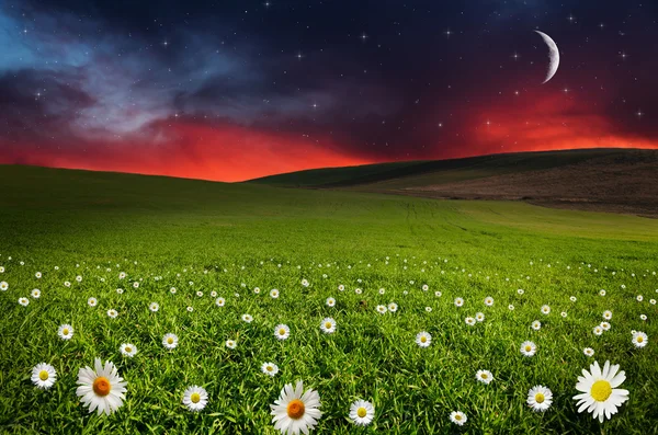 Daisy flower veld in de nacht — Stockfoto