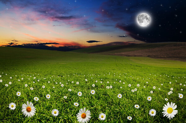 Daisy flower field in the night. Elements of this image furnished by NASA.