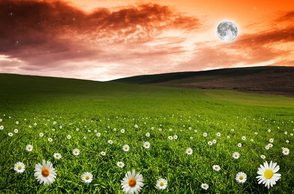 Daisy flower fält i natten — Stockfoto