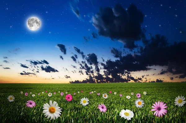 Blomma fält i natten — Stockfoto