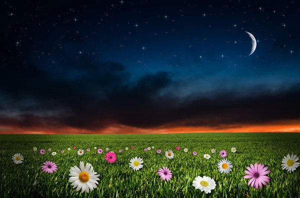 Campo de flores en la noche —  Fotos de Stock