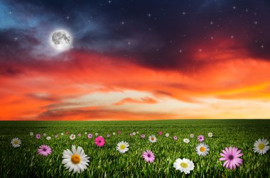 gece çiçek alanı