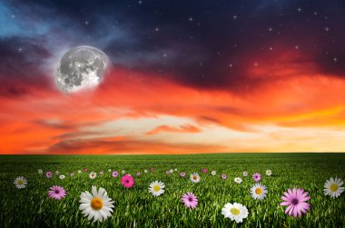 gece çiçek alanı