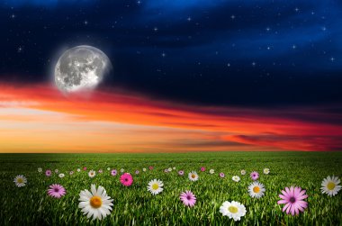 gece çiçek alanı
