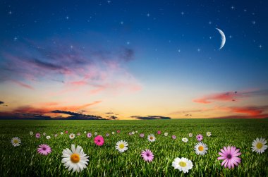 gece çiçek alanı