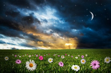 gece çiçek alanı