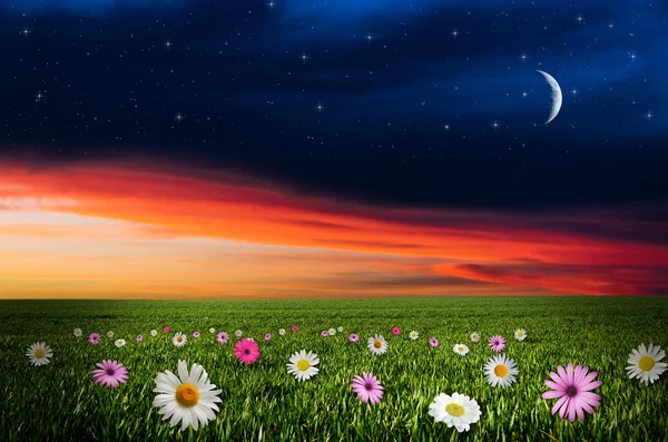 Flower field in the night — Stock Photo, Image