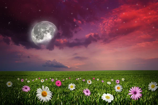 Blomma fält i natten — Stockfoto