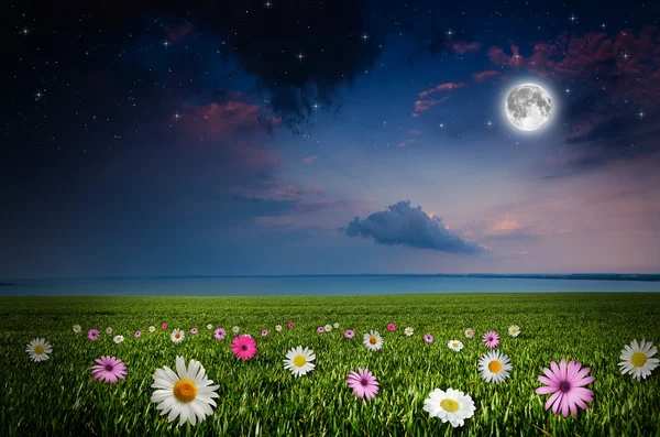 Květinové pole v noci — Stock fotografie