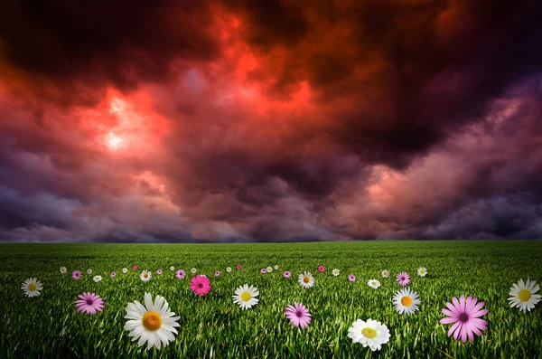 Campo de flores en la noche . —  Fotos de Stock