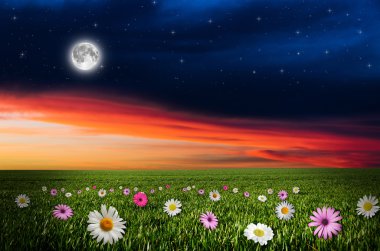 gece çiçek alanı.