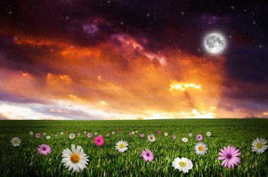 gece çiçek alanı.