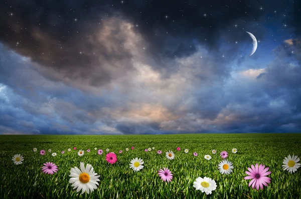 Campo de flores en la noche . — Foto de Stock