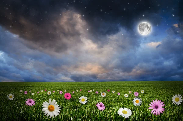 Květinové pole v noci. — Stock fotografie