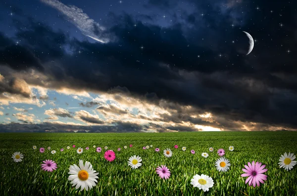 Campo de flores en la noche . — Foto de Stock